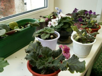 Комнатные растения помогают создать уютную обстановку