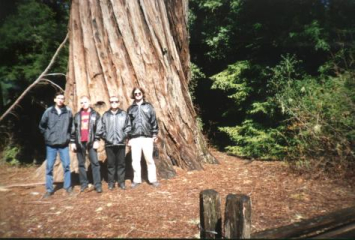 Красные деревья (redwood) в заповеднике около Санта-Круза