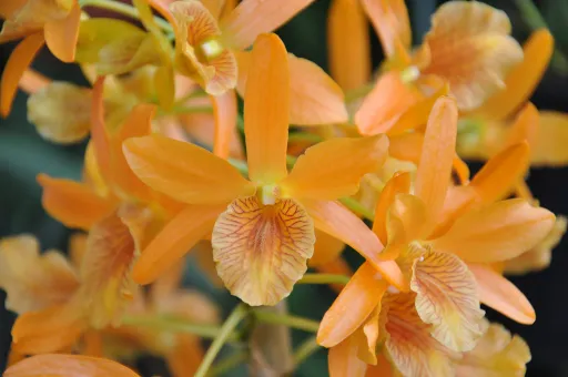 Поздравляем И.Л. Мирзуитову с круглой датой! Поздравляем И.Л. Мирзуитову с круглой датой!